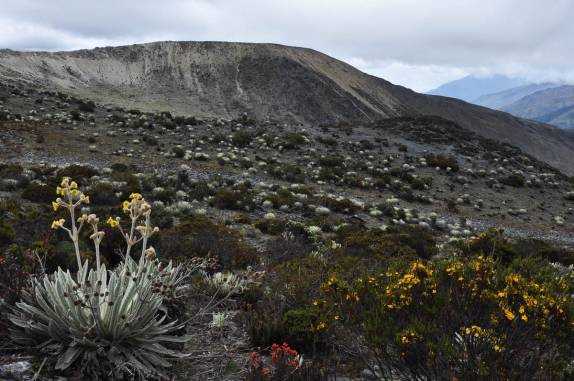 As flores também estão adaptadas às altitudes de 4 mil metros, região dos Andes venezuelanos, perto de Mérida